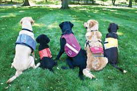 Do not pity service dogs. Cape Dog Wikipedia