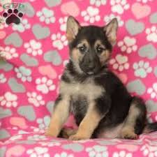 Lancaster puppies advertises puppies for sale in pa, as well as ohio, indiana, new york and other states. German Shepherd Puppies For Sale Gsd Puppies Greenfield Puppies