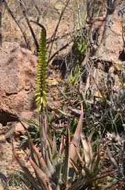 Image result for Rhigozum brevispinosum