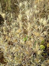 Image result for Dicoma