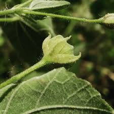Image result for Malvaceae: Byttnerioideae, Helicteroideae
