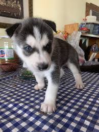 Find alaskan malamutes for sale in san jose, ca on oodle classifieds. Alaskan Malamute Puppies For Sale Perris Ca 301814