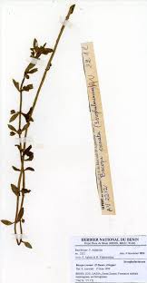 Image result for Buchnera leptostachya