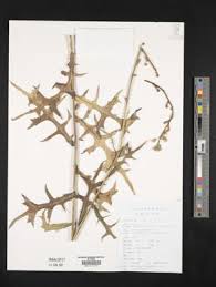 Image result for Lactuca imbricata