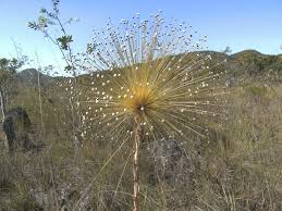 Image result for Eriocaulaceae