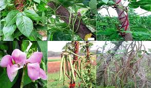 Image result for Sphenostylis