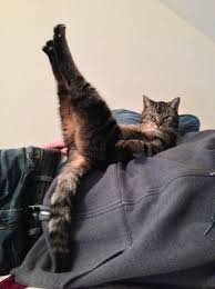 Tum Zamanlarin En Iyi 100 Kedi Fotografi 24 Foto Analiz Haber Kedi Komik Kediler Komik Kedi Resimleri