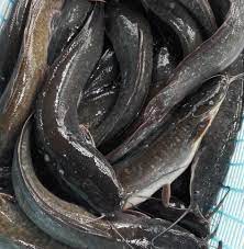 Ikan keli (catfish) terbesar yang pernah ditangkap di dunia seberat 646 paun (293 kg), iaitu ikan keli giant mekong yang ditangkap di thailand pada tahun 2005, iaitu ikan dalam gambar di atas. Ikan Keli Segar Photos Facebook
