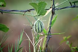 Image result for Cucumis myriocarpus