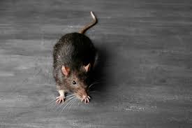 Ever wonder how high a mouse can jump? Can Rats Climb Vulcan Termite Pest Control