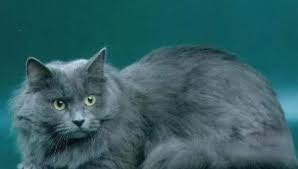 Things to know to keep your cat's teeth healthy. Siberian Cat Blue Color 25 Photos Color Features Description Of The Breed The Subtleties Of The Content Of Adult Cats And Kittens