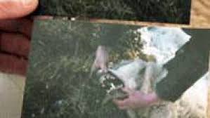 B.C. senior sustains bruises in wolf attack