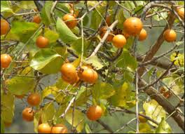 Unlike peach and plum seeds, which contain cyanide, the seeds of the persimmon are not poisonous. Kupilu Poison Nut Strychnos Nux Vomica Properties Benefits Dosage