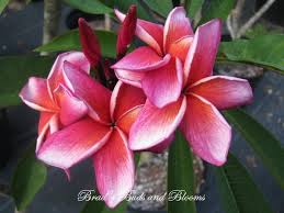 Thai Lurline Frangipani Flowers Plumeria