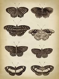 Butterfly Poster Butterfly Print Butterflies Illustration Scientific Butterflies Chart Vintage Butterfly Black And White Aged Insect