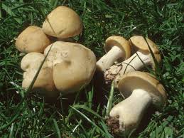1 l de créme fraîche épaisse. Le Mousseron Vrai Calocybe Gambosa