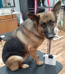Maybe you would like to learn more about one of these? Dog Groomers In Lake Station Pet Grooming Services In Lake Station