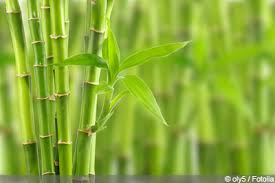 Pflege benötigt der bambus nach dem kaufen nicht sehr viel. Glucksbambus Lucky Bamboo Einpflanzen Und Pflege Gartendialog De