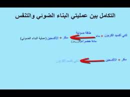 التكامل بين عملية البناء والتنفس Youtube