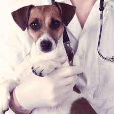 For prescription items, you will be required to upload, fax, email or mail your pet's prescription(s). Can I Buy Canadian Pet Meds Petcarerx