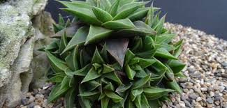 Image result for Euphorbia baylissii