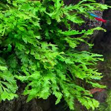 Image result for Bolbitis heudelotii