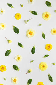 Branco E Amarelo Fonovye Izobrazheniya Rasteniya Cvetok