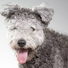 14 Curly Haired Dogs That Ll Have The Same Do As You In 2020 Dogs Curly Hair Styles Curly Coated Retriever