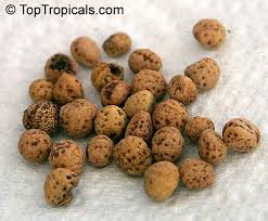 Image result for Grewia schmitzii