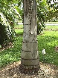 Image result for Caryota urens