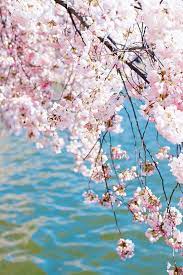 Cherry Blossoms Beautiful Flowers Blossom Trees Spring Scenery