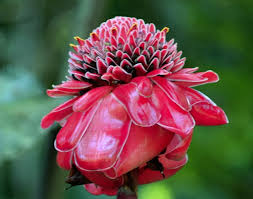 Red Ginger Flower Growing In Costa Rica Ginger Flower Growing Flowers Flowers