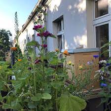 Bienen halten im eigenen garten! Hobbyimker Werden Eigene Bienen Im Garten Halten Einfach Stephie