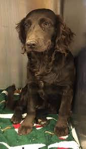 Adopt Maggie On Petfinder Boykin Spaniel Rescue Dogs Spaniel