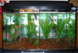I Had A Whole Room Full Of Tanks Like These At One Point I Had 18 Males A Female Betta Community Tank And A Plant Tank For Growi Betta Tank Betta
