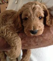 Deposit to reserve is $200 and comes off total. Chocolate White Labradoodle Puppies For Sale In Nc Danmar Labradoodles
