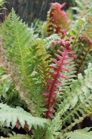 Image result for Blechnum ivohibense