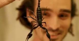 Food for Louis star eats live scorpion