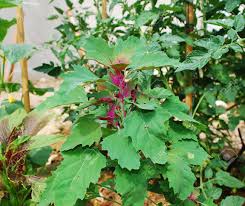 Image result for Chenopodium giganteum