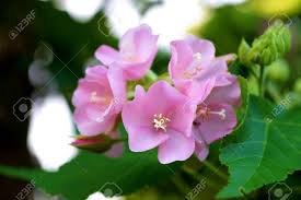 Image result for Dombeya burgessiae