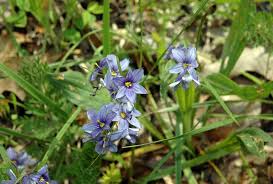 Image result for Syncolostemon sp. nov. aff. teucriifolius