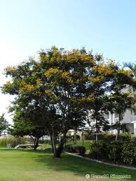 Image result for Peltophorum pterocarpum