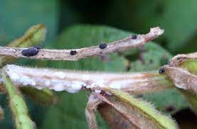 White mold, also known as sclerotinia, is a fungal disease that affects over 360 different plants, including beans, peas, lettuce, and members of the cabbage family. White Mold Disease On Flowers University Of Maryland Extension