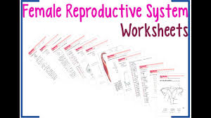 4.1 reproductive anatomy and function 4.2 reproductive health and wellness: Female Reproductive System Worksheets Youtube