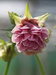Aquilegia Vulgaris Pink Pom Pom Ranunculaceae Soft Pink Double Flowers May Jun Pretty Bluish Foliage 70cm The Flower Flowers Annual Plants Beautiful Flowers