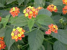 In questo video spiego come. Lantana Consigli Verdeblog