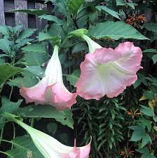 Pin On Brugmansia Angel S Trumpet Flowers
