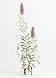 Image result for Arundo donax