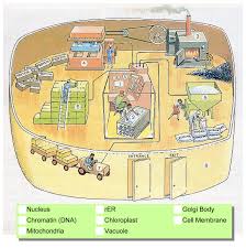 It contains proteins and molecules that are particularly important for all cell health. Disney World Cell Analogy