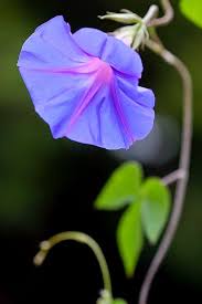 Morning Glory In The Morning Heavenly Blue Fresh Rose Morning Glory Flowers Love Flowers Purple Flowers